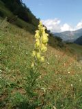 Aconitum anthora